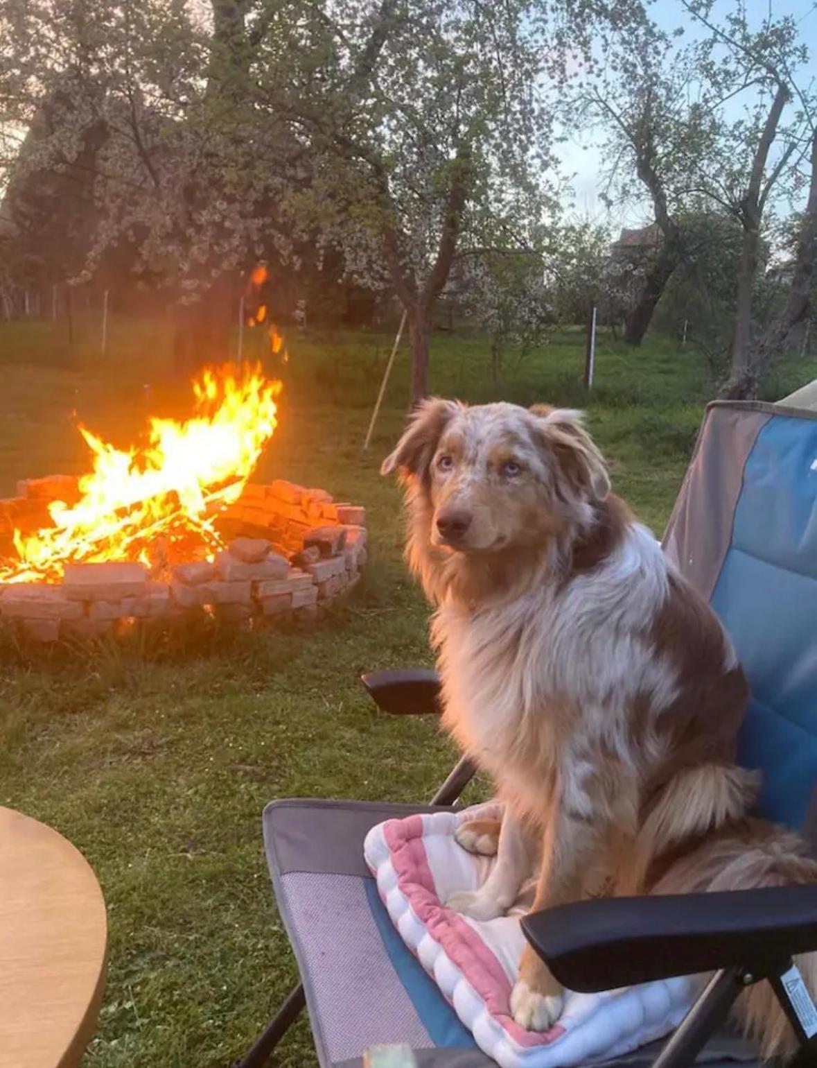 Villaharmony Wartet Auf Familien Mit Hund! Lommatzsch Экстерьер фото