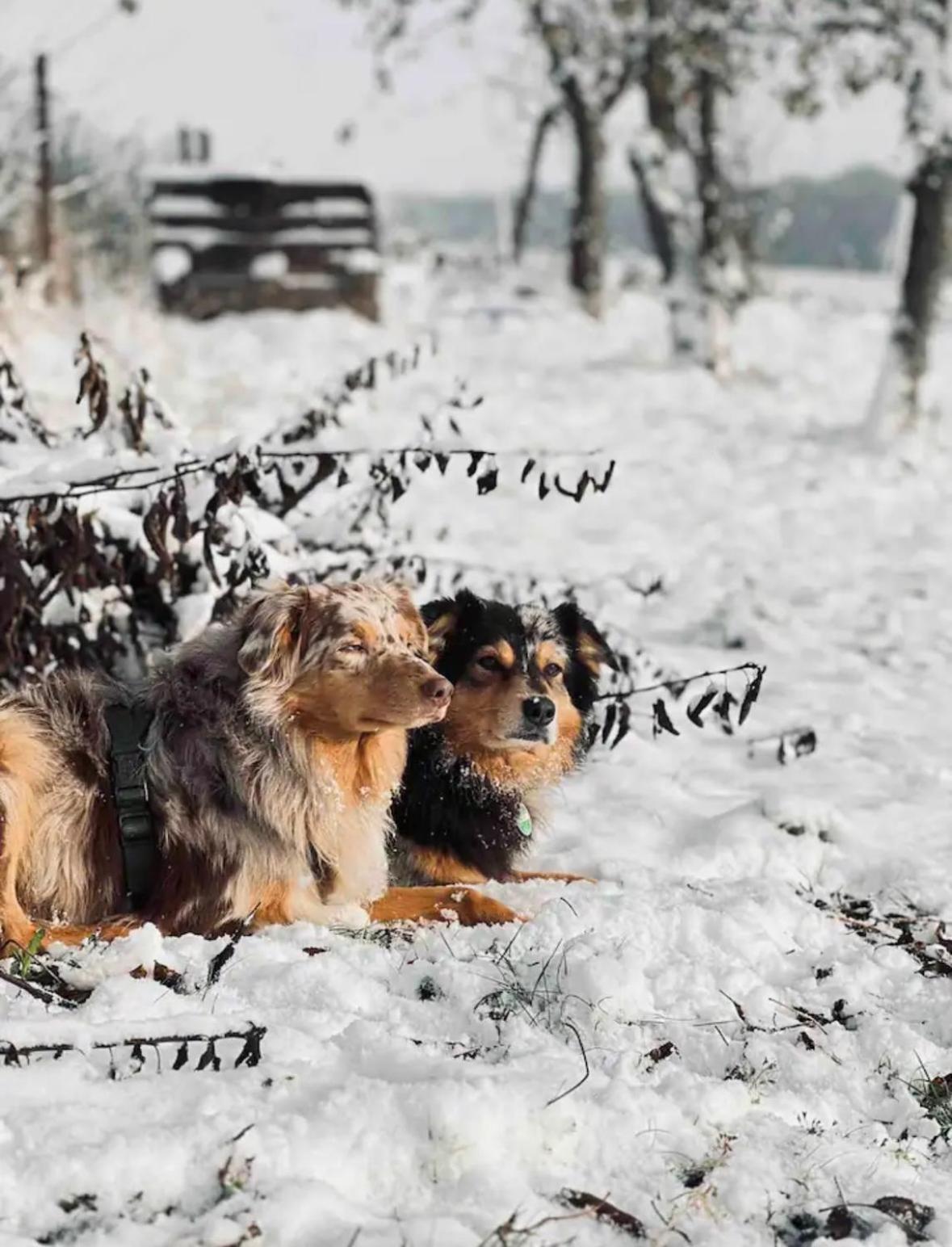 Villaharmony Wartet Auf Familien Mit Hund! Lommatzsch Экстерьер фото